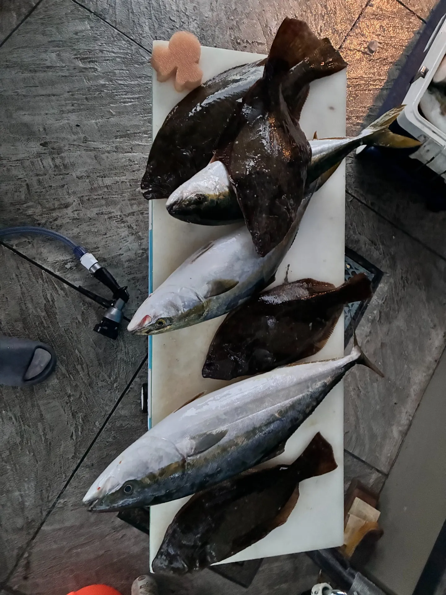 釣りに行き過ぎ！？先週末も大漁でした！